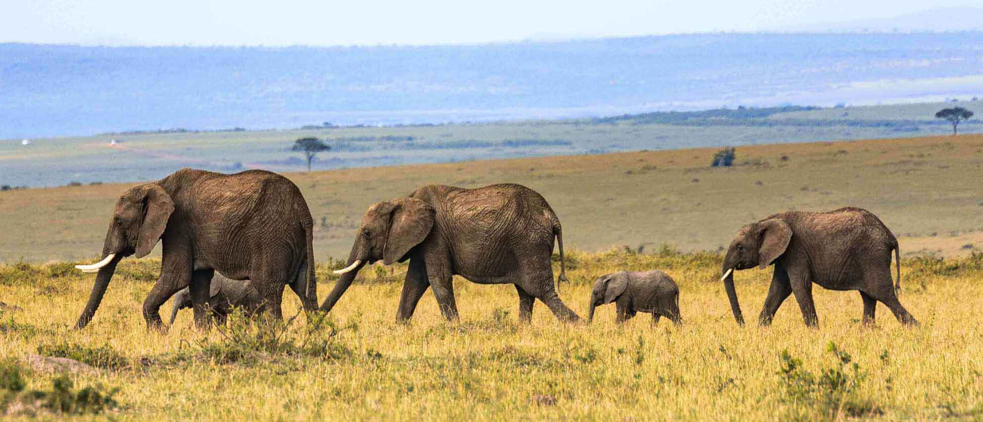 Small herd of elephants walking along grasslands