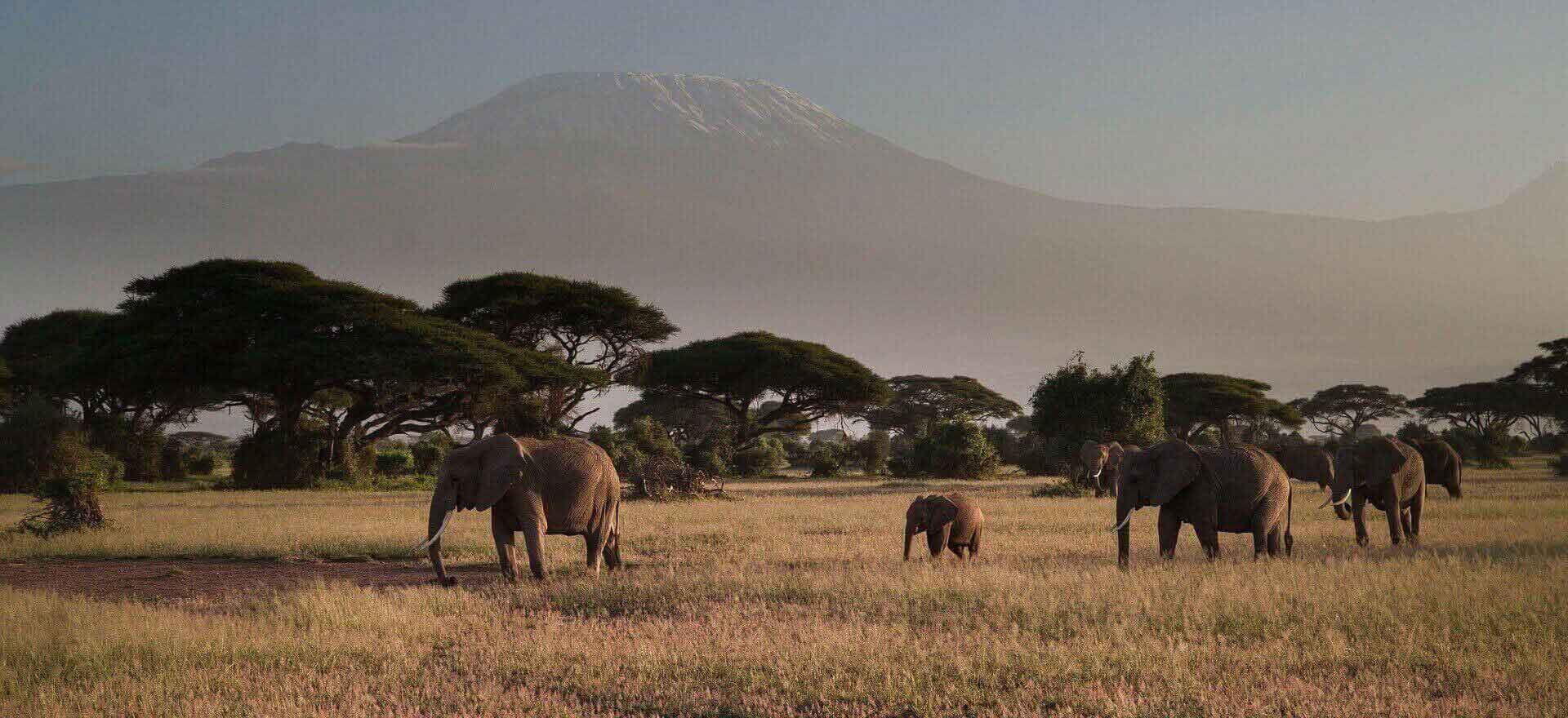  A herd of elephants with a mountain the background