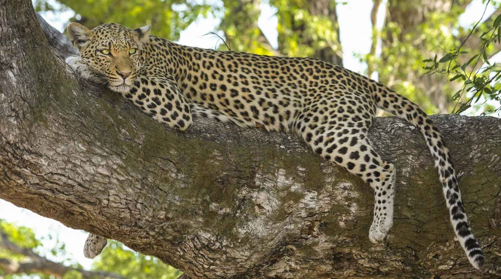 A leopard relaxing on a tree