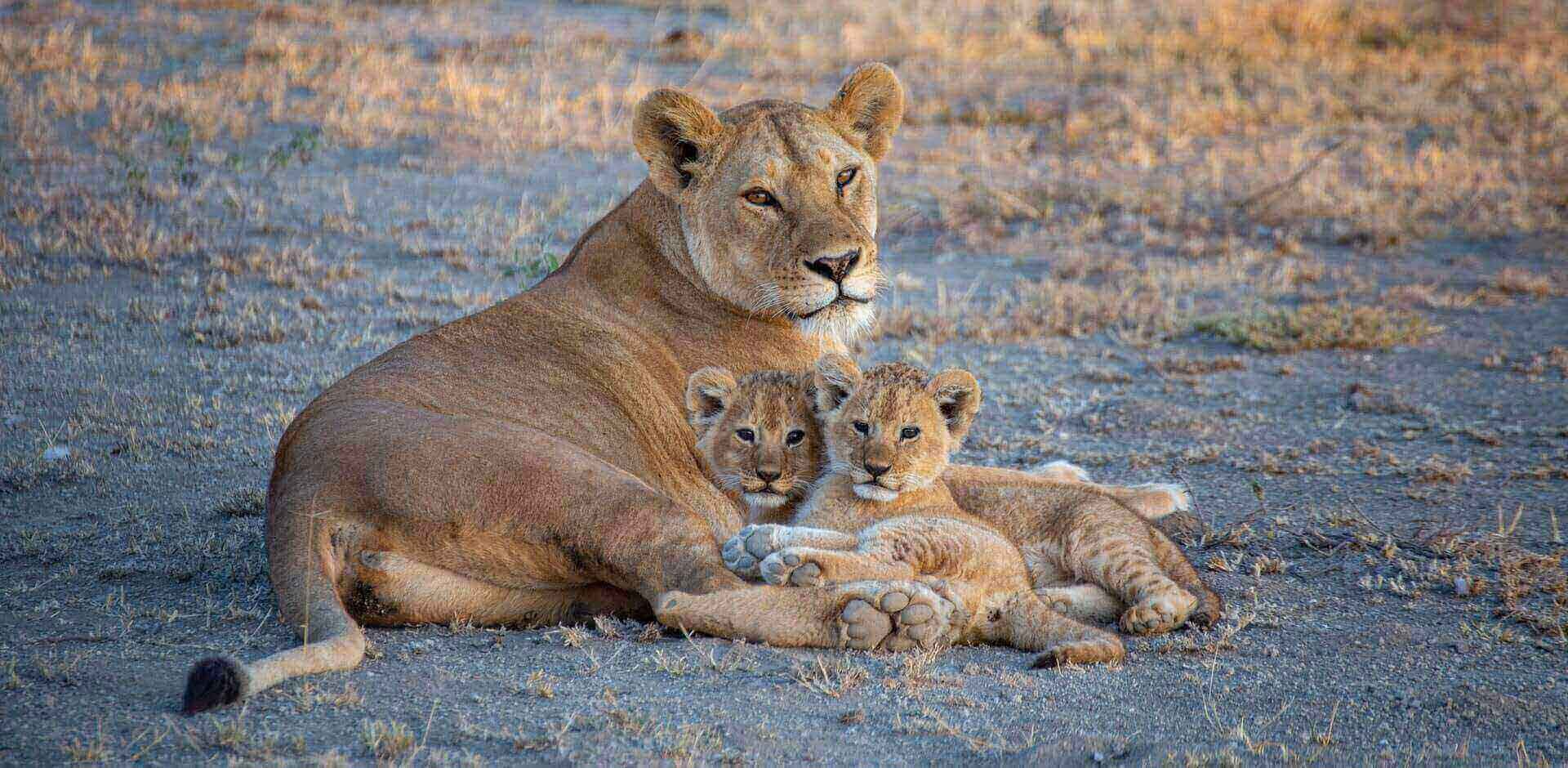 A lioness and her two cubs
